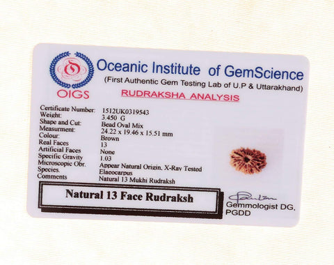 13 Faced Natural Nepali Rudraksha Beads (28mm) 13 Faced Natural Nepali Rudraksha Beads (28mm)