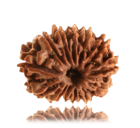 13 Faced Natural Nepali Rudraksha Beads (28mm) 13 Faced Natural Nepali Rudraksha Beads (28mm)