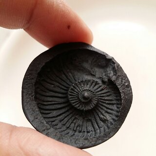 Sudarshan Shaligram Sudarshan Shaligram