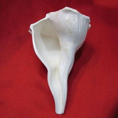 Konch Shell Dakshinavarti Shankh Konch Shell Dakshinavarti Shankh