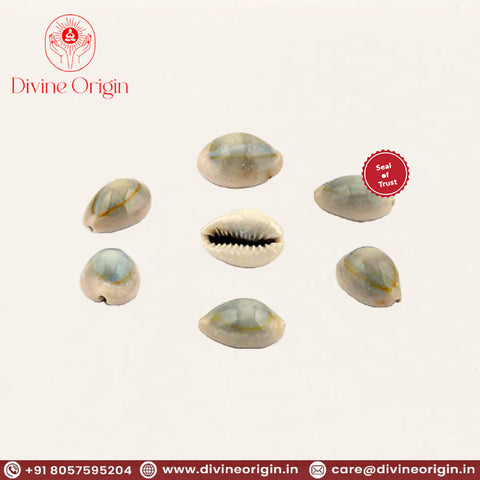 Brown Lakshmi Kauri,Cowrie (11 Pieces Of Cowrie) For Pooja Brown Lakshmi Kauri,Cowrie (11 Pieces Of Cowrie) For Pooja
