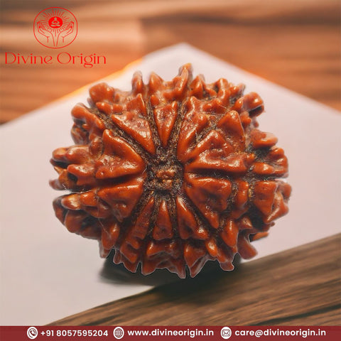 10 Faced Natural Nepali Rudraksha Beads 10 Faced Natural Nepali Rudraksha Beads