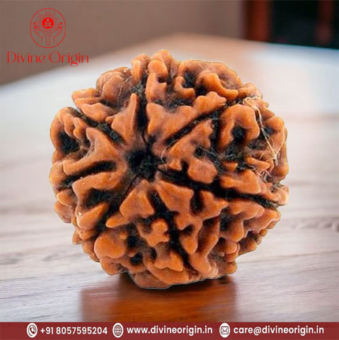 07 Faced Natural Nepali Rudraksha Beads 07 Faced Natural Nepali Rudraksha Beads