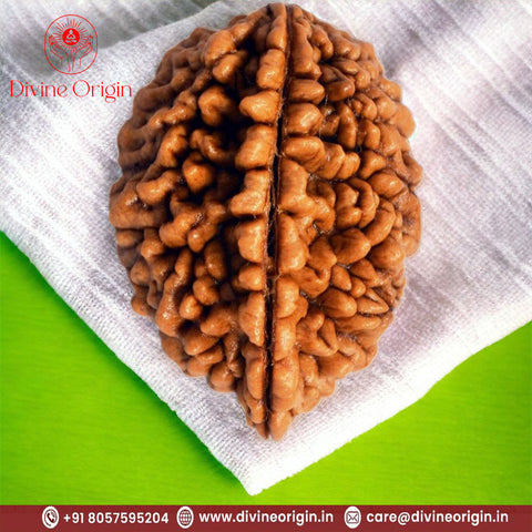 02 Mukhi Rameshwaram Rudraksha 02 Mukhi Rameshwaram Rudraksha