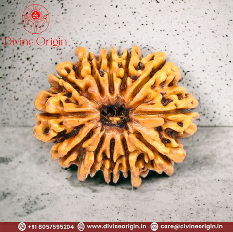 12 Faced Natural Nepali Rudraksha Beads 12 Faced Natural Nepali Rudraksha Beads