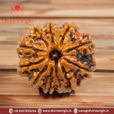 11 Faced / Mukhi Nepali  Rudraksha Beads 11 Faced / Mukhi Nepali  Rudraksha Beads