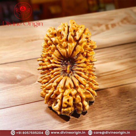 20 Mukhi  Nepali Rudraksha Beads 20 Mukhi  Nepali Rudraksha Beads