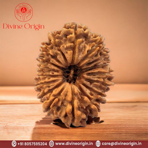 17 Faced Natural Nepali Rudraksha Beads 17 Faced Natural Nepali Rudraksha Beads