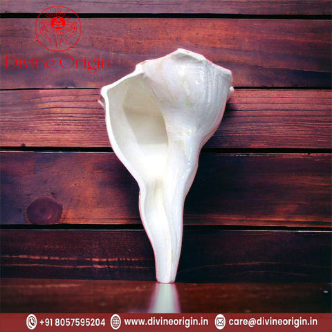 Konch Shell Dakshinavarti Shankh Konch Shell Dakshinavarti Shankh