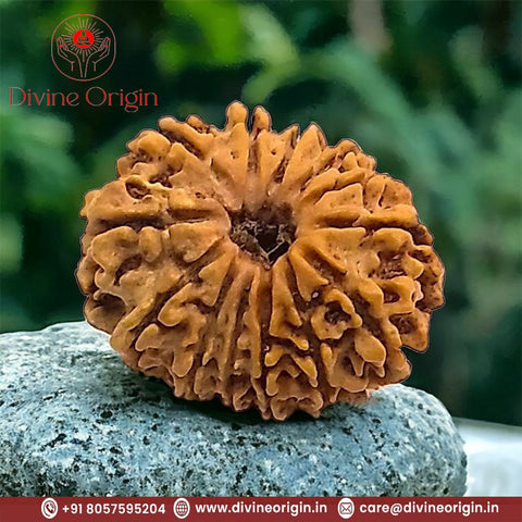 13 Faced Natural Nepali Rudraksha Beads (28mm) 13 Faced Natural Nepali Rudraksha Beads (28mm)