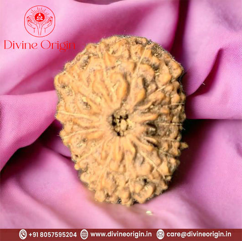 14 Faced Natural indonesia Rudraksha Beads 14 Faced Natural indonesia Rudraksha Beads