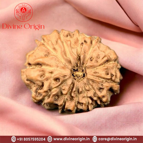 12 Faced Natural indonesia Rudraksha Beads 12 Faced Natural indonesia Rudraksha Beads