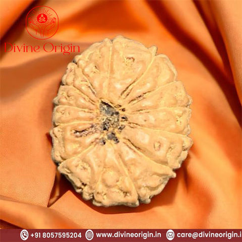 13 Faced Natural indonesia Rudraksha Beads 13 Faced Natural indonesia Rudraksha Beads