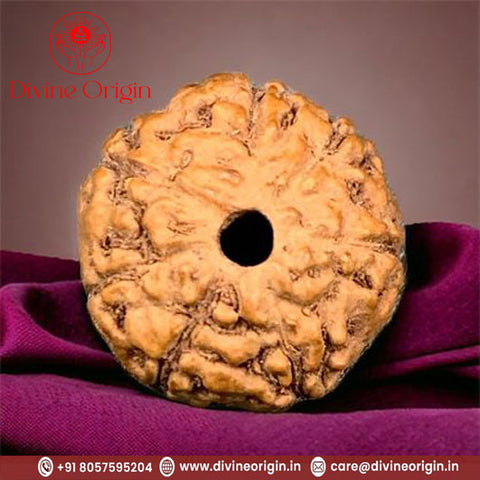 07 Faced Natural Indonesia Rudraksha Beads 07 Faced Natural Indonesia Rudraksha Beads