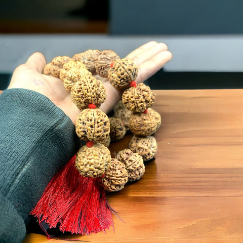 5 Faced Rudraksha Kantha 5 Faced Rudraksha Kantha