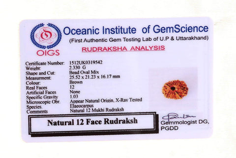 12 Faced Natural Nepali Rudraksha Beads 12 Faced Natural Nepali Rudraksha Beads