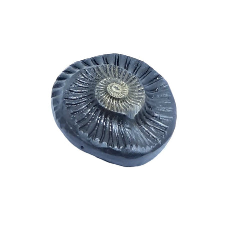 Sudarshan Shaligram Sudarshan Shaligram