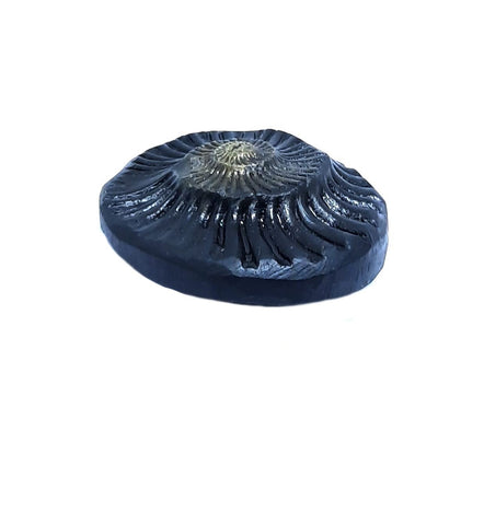 Sudarshan Shaligram Sudarshan Shaligram