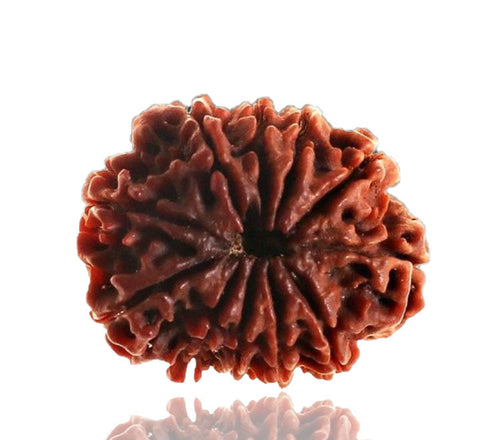10 Faced Natural Nepali Rudraksha Beads 10 Faced Natural Nepali Rudraksha Beads