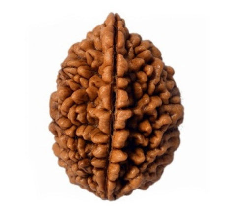 02 Mukhi Rameshwaram Rudraksha 02 Mukhi Rameshwaram Rudraksha