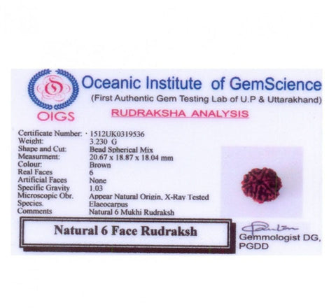 06 Mukhi / Faced Natural Nepali Rudraksha Beads 06 Mukhi / Faced Natural Nepali Rudraksha Beads