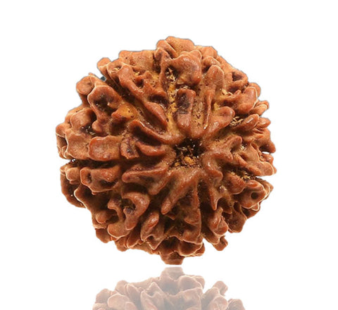 07 Faced Natural Nepali Rudraksha Beads 07 Faced Natural Nepali Rudraksha Beads