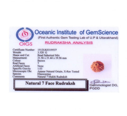 07 Faced Natural Nepali Rudraksha Beads 07 Faced Natural Nepali Rudraksha Beads