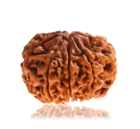 9 Faced Natural Nepali Rudraksha Beads 9 Faced Natural Nepali Rudraksha Beads