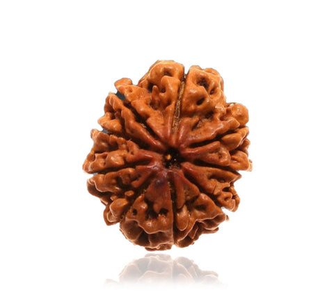 9 Faced Natural Nepali Rudraksha Beads 9 Faced Natural Nepali Rudraksha Beads