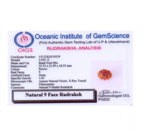 9 Faced Natural Nepali Rudraksha Beads 9 Faced Natural Nepali Rudraksha Beads