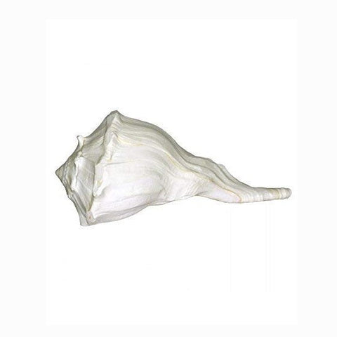 Konch Shell Dakshinavarti Shankh Konch Shell Dakshinavarti Shankh