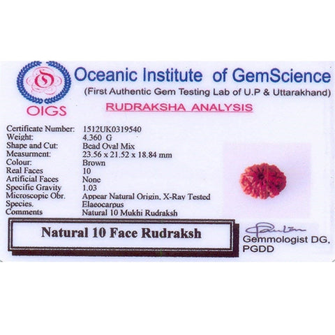 10 Mukhi Rudraksha Pendant 10 Mukhi Rudraksha Pendant