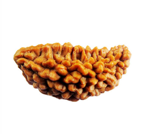 01 Mukhi / Faced Rameshwaram 01 Mukhi / Faced Rameshwaram