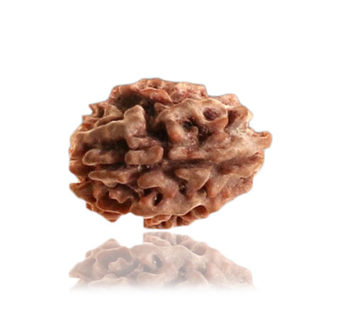 02 Faced Natural Nepali Rudraksha 02 Faced Natural Nepali Rudraksha