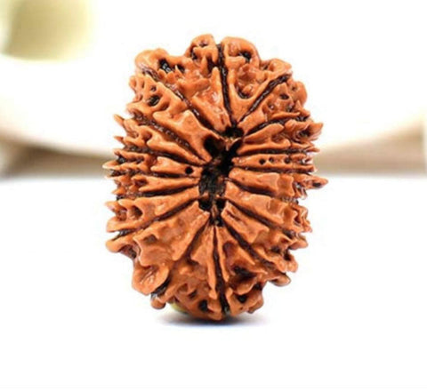 16 Faced Natural Nepali Rudraksha Beads 16 Faced Natural Nepali Rudraksha Beads