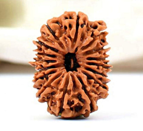 16 Faced Natural Nepali Rudraksha Beads 16 Faced Natural Nepali Rudraksha Beads