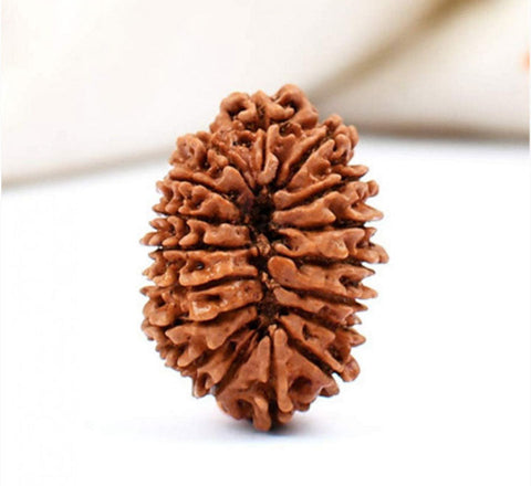 17 Faced Natural Nepali Rudraksha Beads 17 Faced Natural Nepali Rudraksha Beads