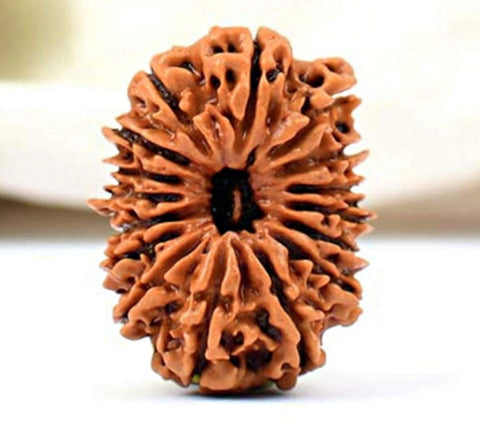 17 Faced Natural Nepali Rudraksha Beads 17 Faced Natural Nepali Rudraksha Beads