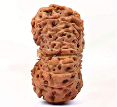 19 Mukhi Nepali Rudraksha Beads 19 Mukhi Nepali Rudraksha Beads