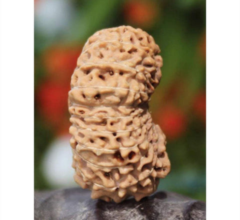 20 Mukhi  Nepali Rudraksha Beads 20 Mukhi  Nepali Rudraksha Beads