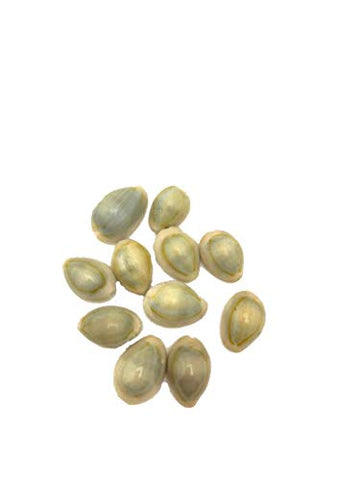 Brown Lakshmi Kauri,Cowrie (11 Pieces Of Cowrie) For Pooja Brown Lakshmi Kauri,Cowrie (11 Pieces Of Cowrie) For Pooja