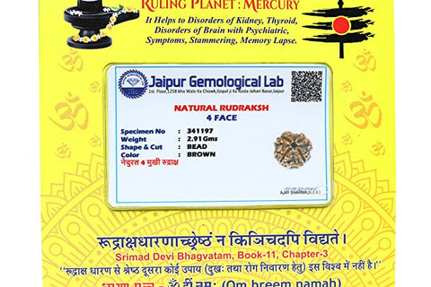 4  face / Mukhi  Nepali Rudraksha 4  face / Mukhi  Nepali Rudraksha