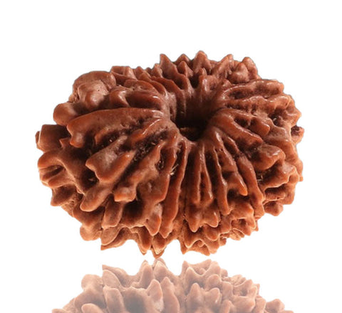 13 Faced Natural Nepali Rudraksha Beads (28mm)