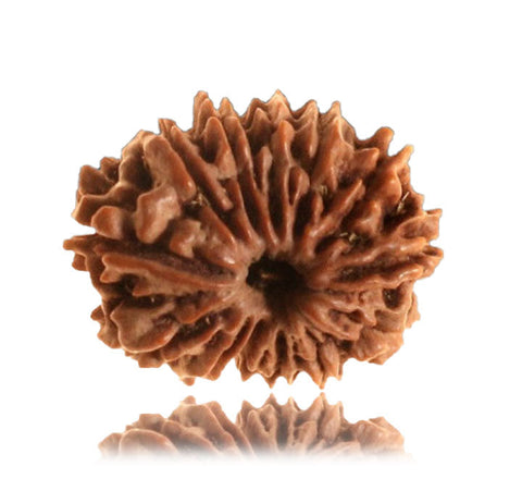 13 Faced Natural Nepali Rudraksha Beads (28mm)