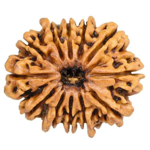 12 Faced Natural Nepali Rudraksha Beads