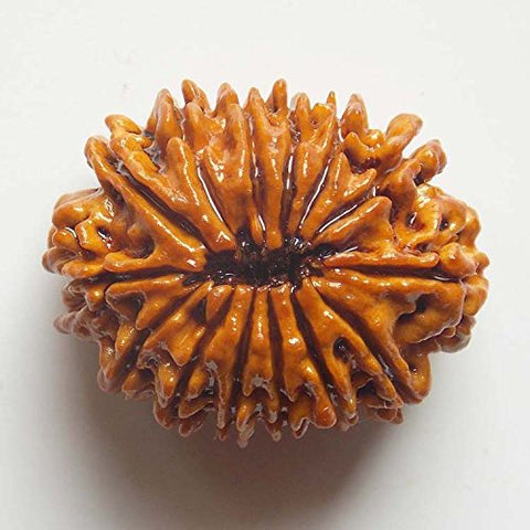 14 Faced Natural Nepali Rudraksha Beads