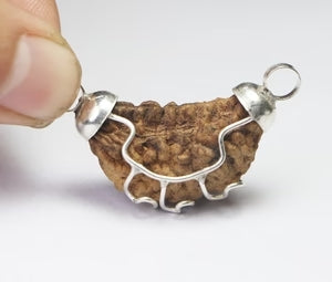 One Mukhi / Faced Half Moon Rudraksha