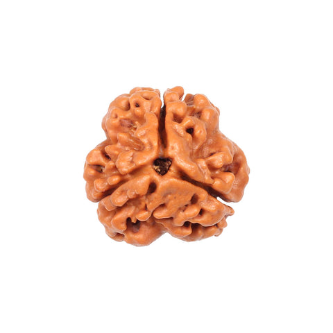 3 Mukhi / Faced Nepali Rudraksha