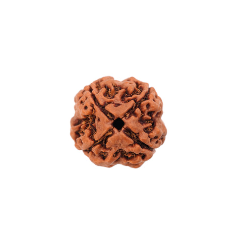 4  face / Mukhi  Nepali Rudraksha