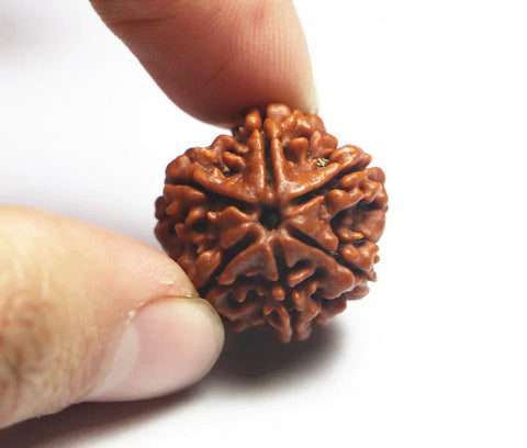 06 Mukhi / Faced Natural Nepali Rudraksha Beads